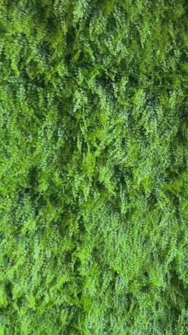 vidéo présentation-mur végétal-néon-verdure-vert-tropique-feuilles